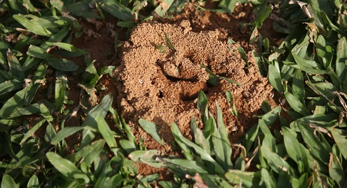 Anthill