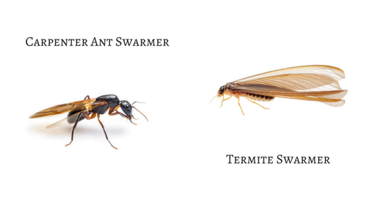 Carpenter ant vs termite swarmer