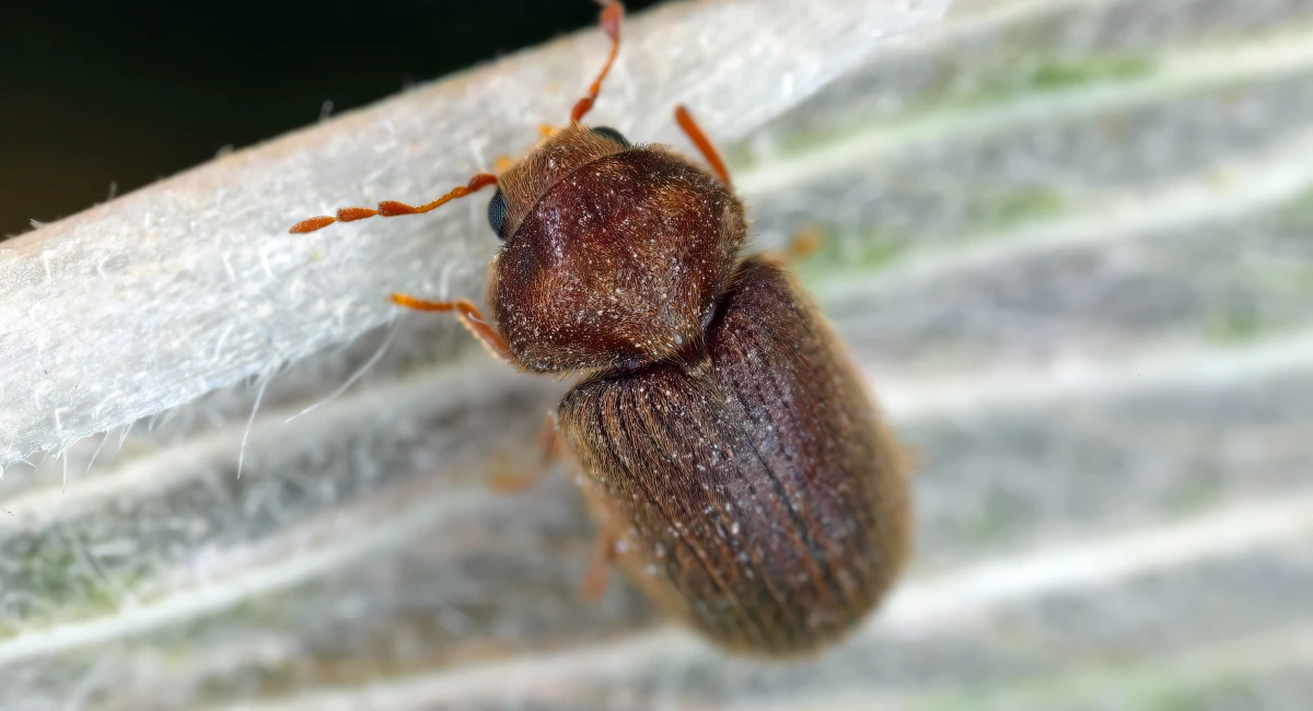 A drugstore beetle, small and reddish-brown