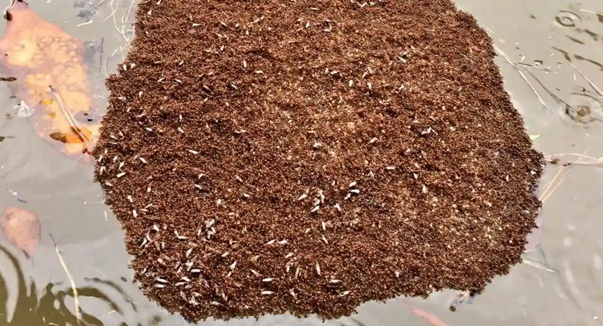 Floating ants in water