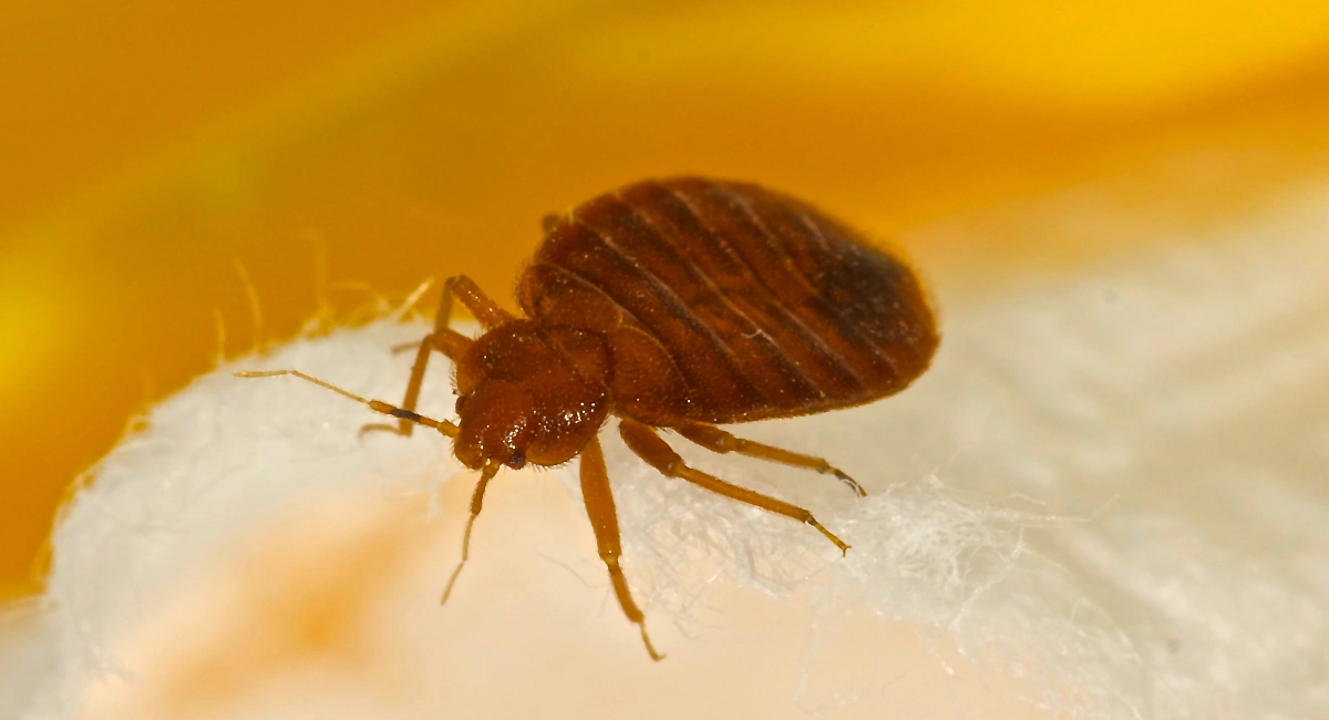 Bedbugs and skins