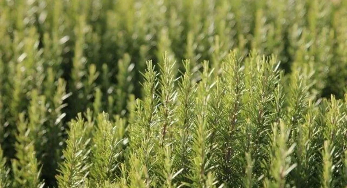 Rosemary