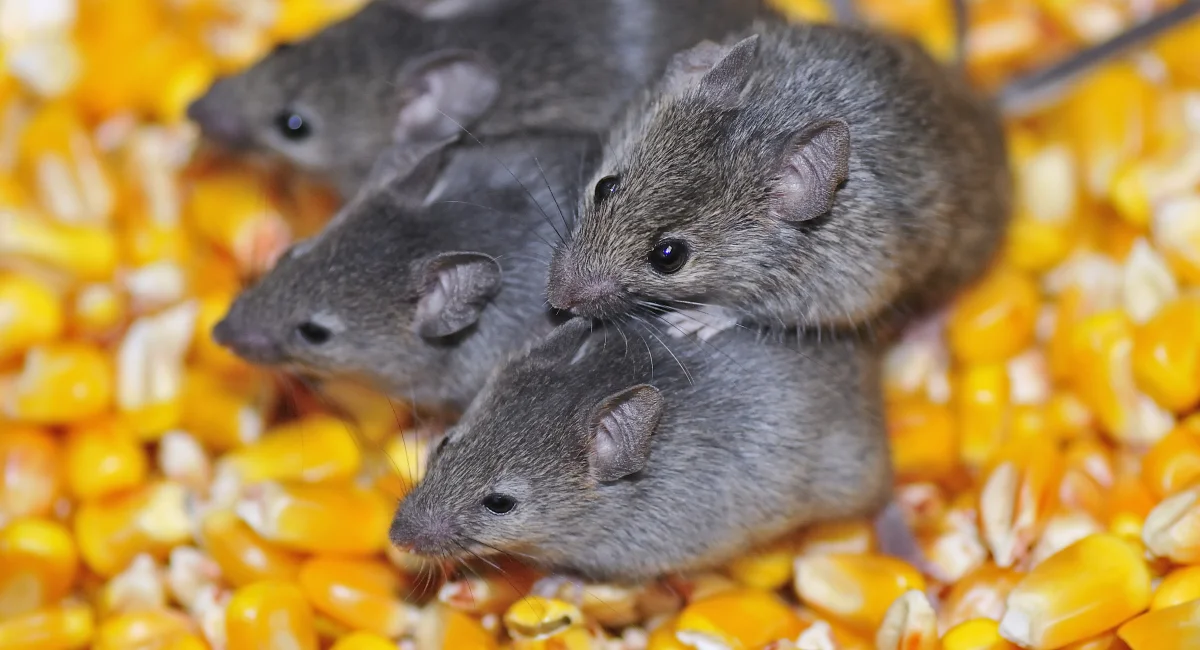 Four field mice eating stored corn grain