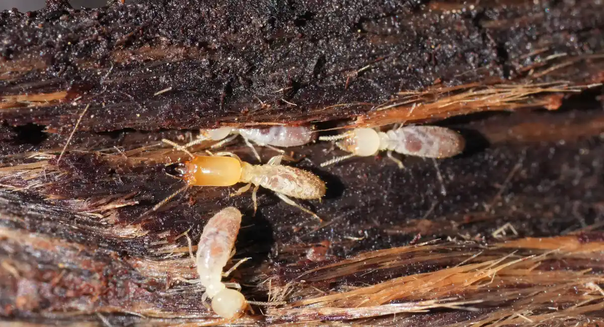Termite-damaged wood