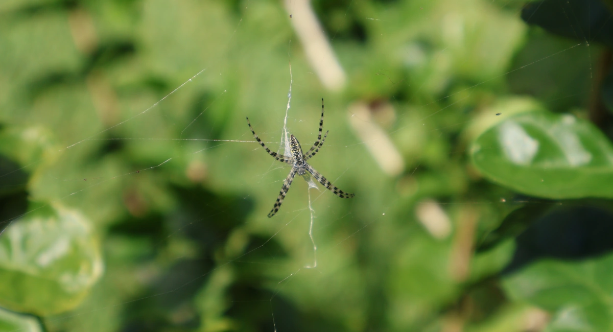 A banded garden spider, on a web, with thin black and white legs