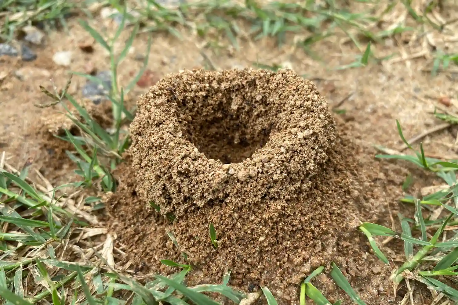 Ant nest