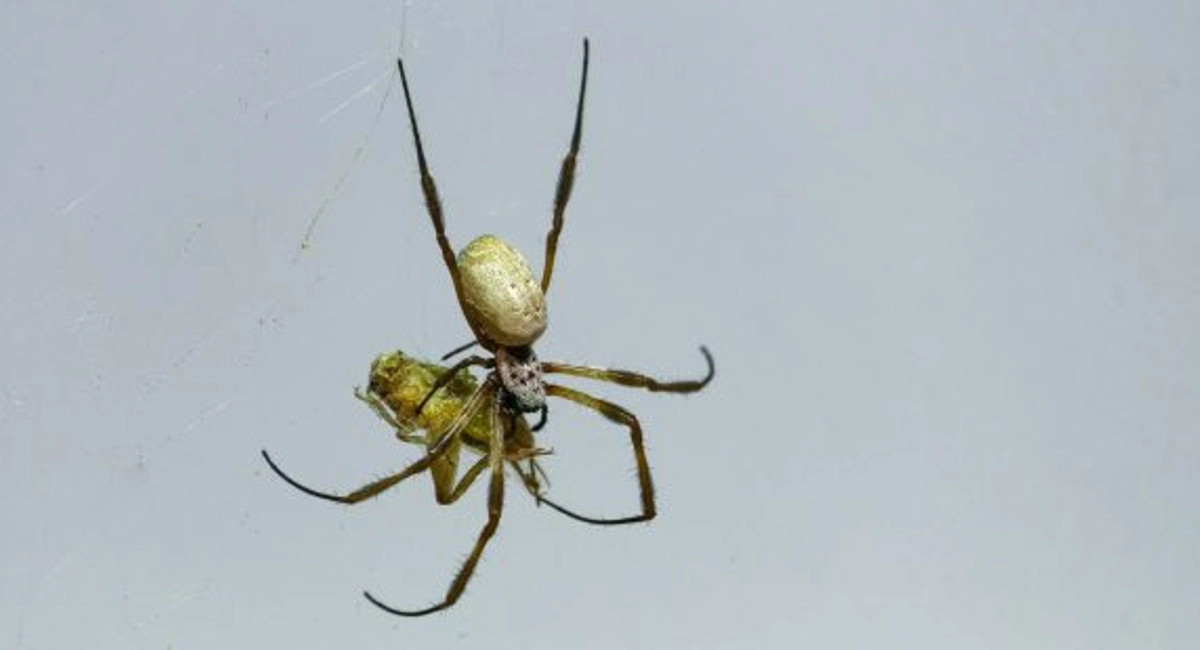 banana spider facts