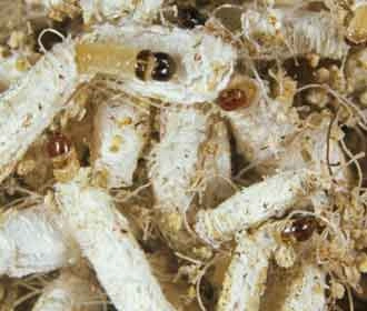 Cat Flea
