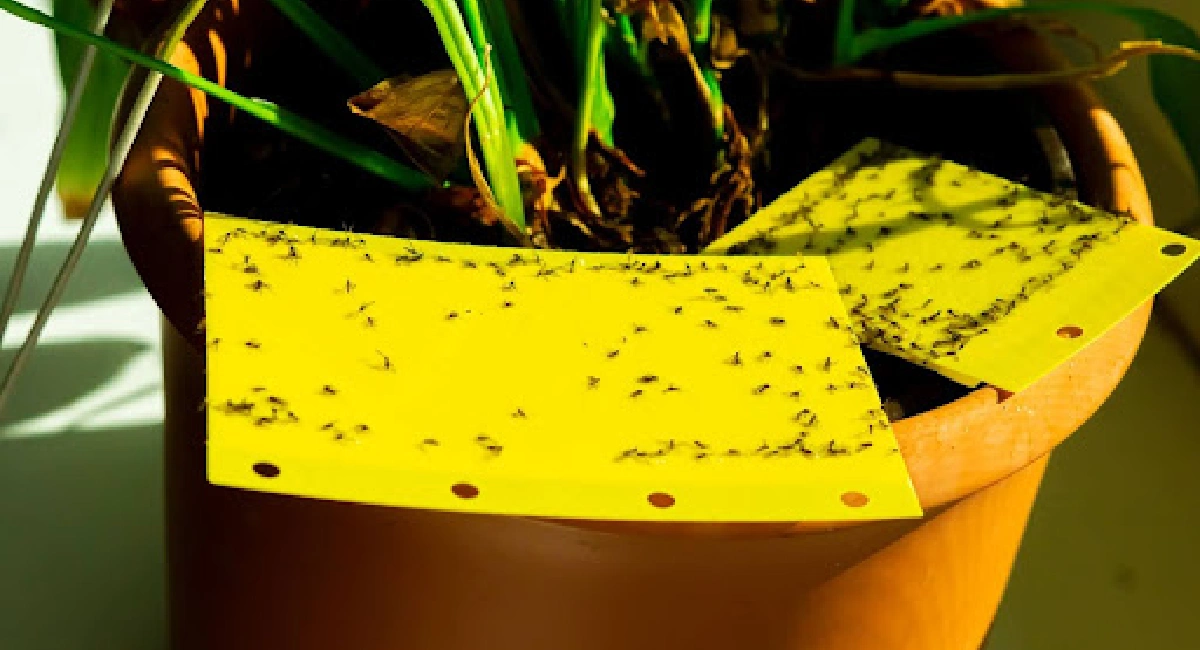 Gnats on plant