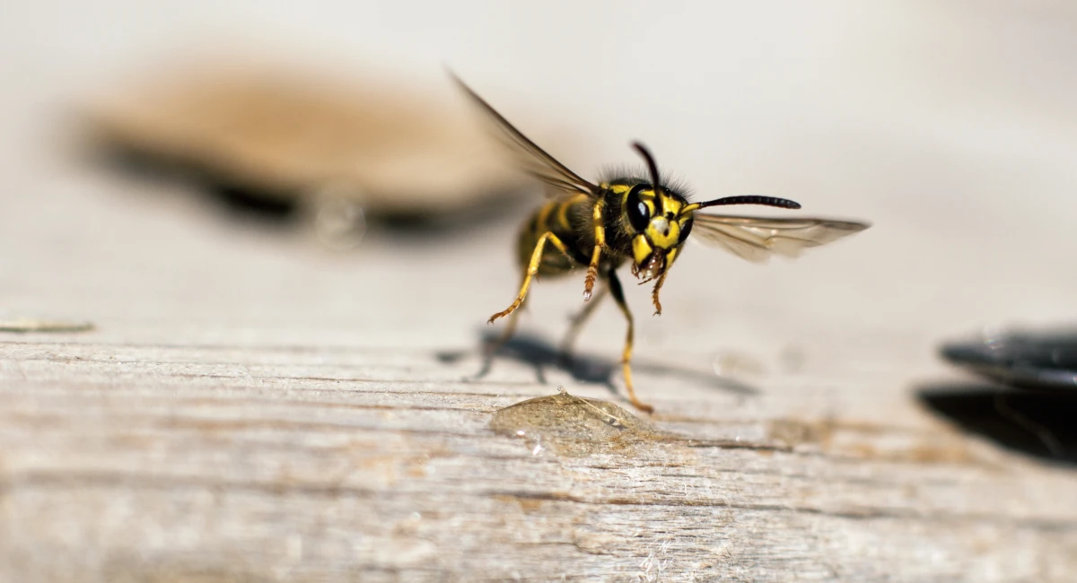 A wasp landing on wood