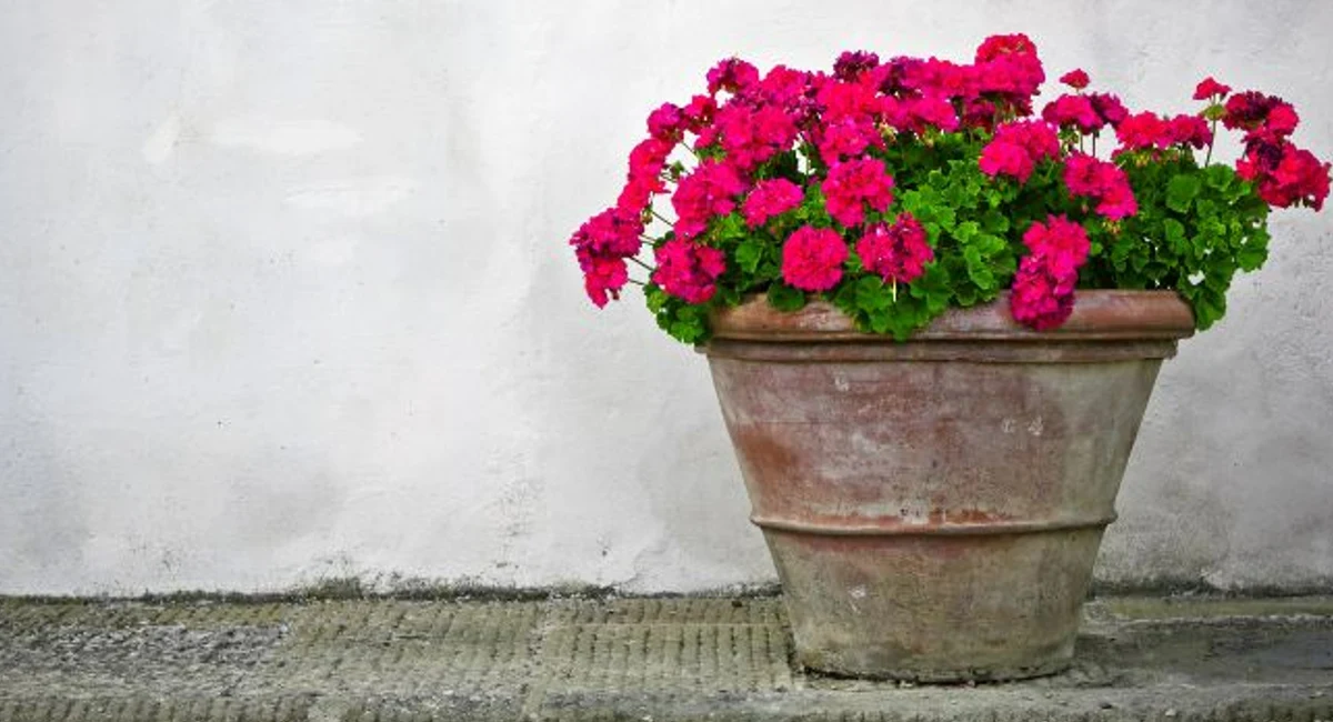 Vintage flower pot with pink and green flowers against a white wall. 