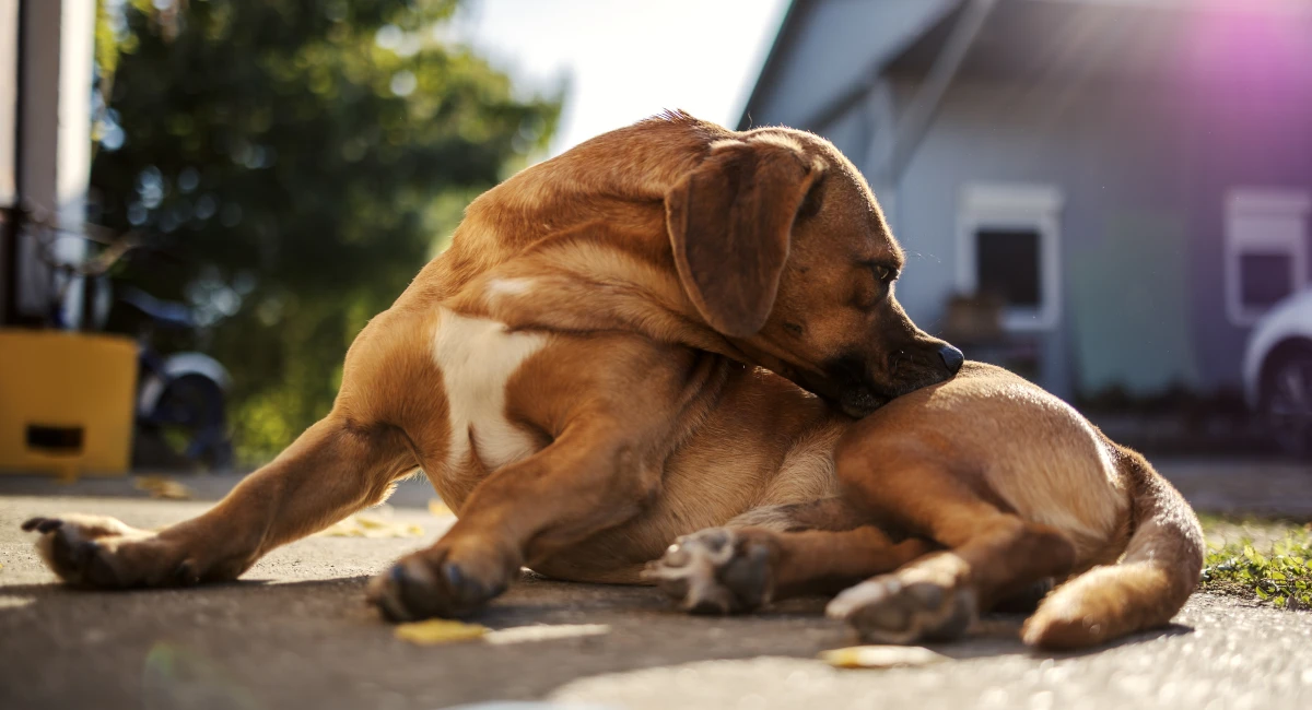 A dog sitting on a paved area outside a house, biting itself