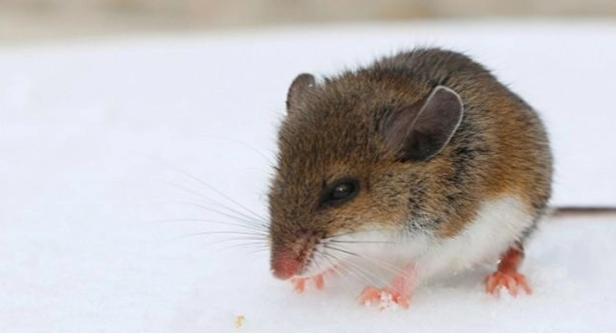 Rodent walking in the snow
