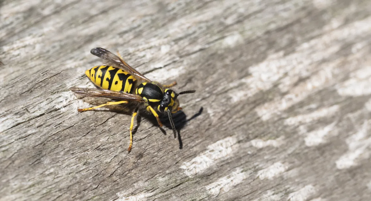 A yellowjacket wasp, yellow and black, crawling over wood