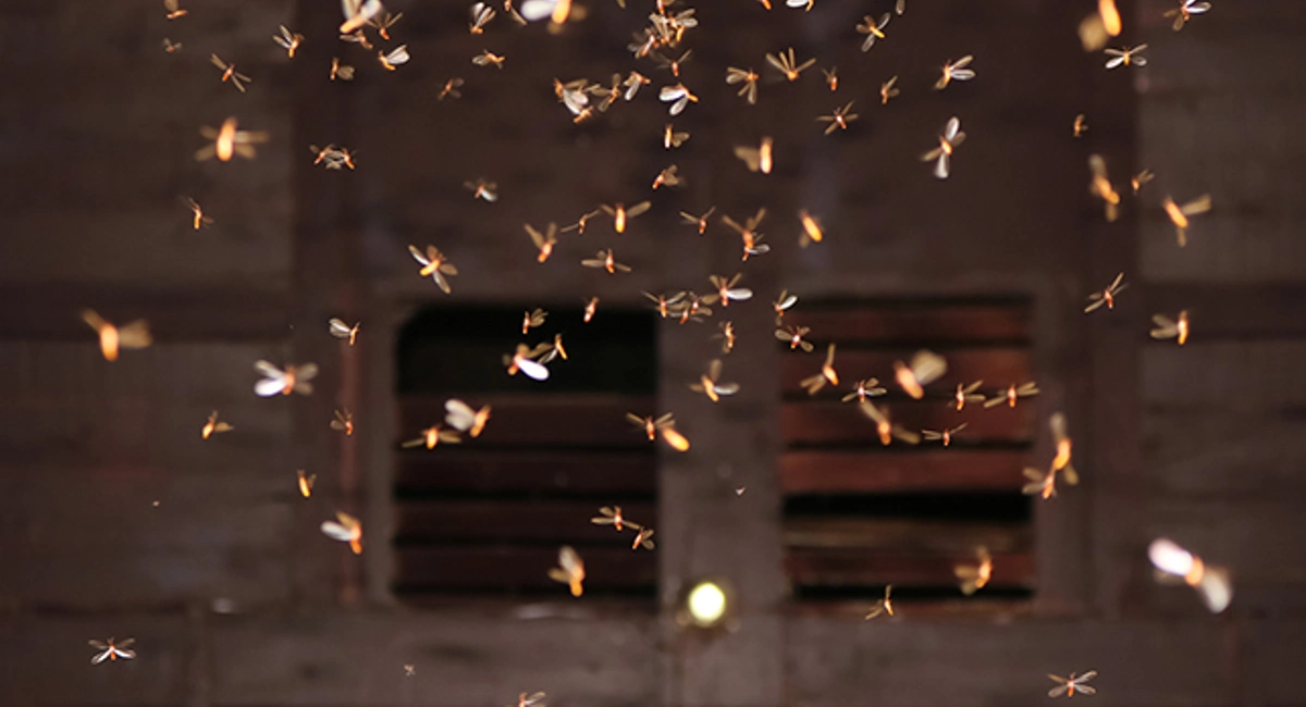 termite swarmers