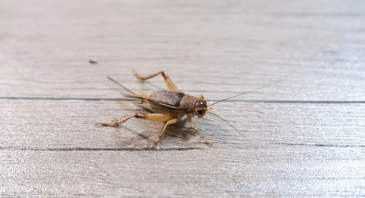 a cricket on the floor