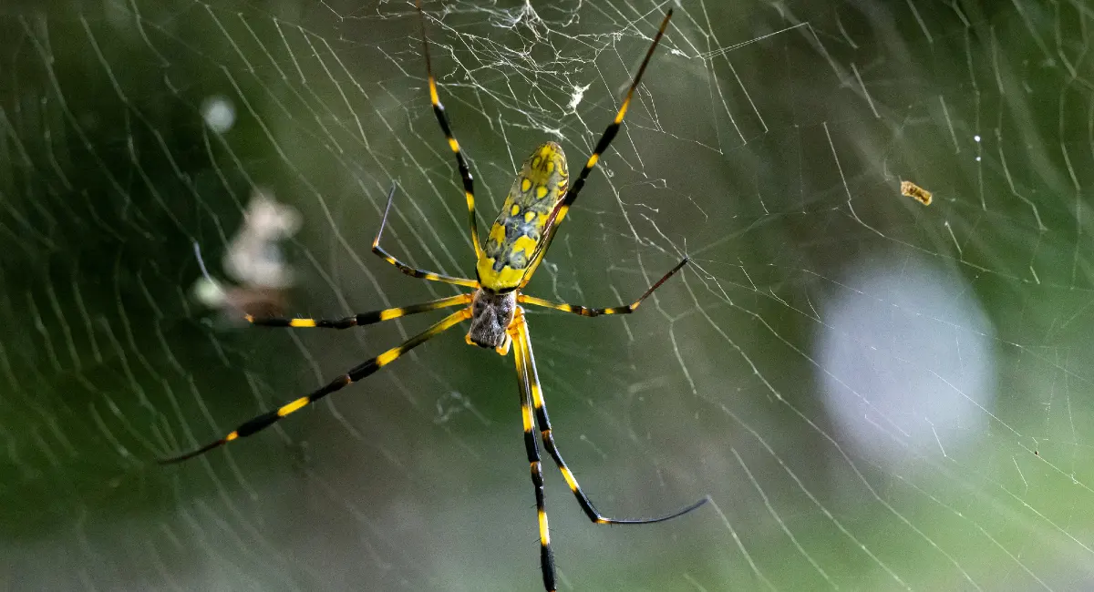 Joro Spider on web