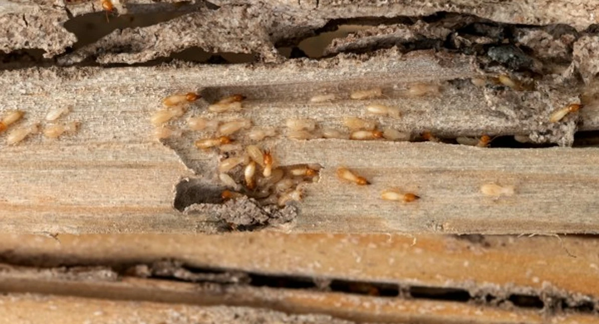 Termites on wood