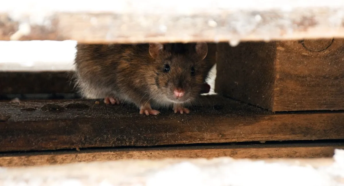 A brown rat peeking out from underneath wooden pallets.