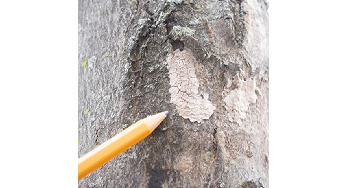 Lanternfly egg masses