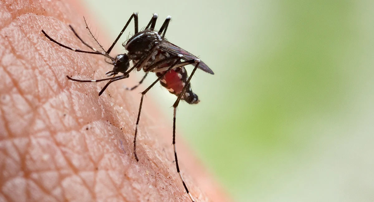 Mosquito biting on skin