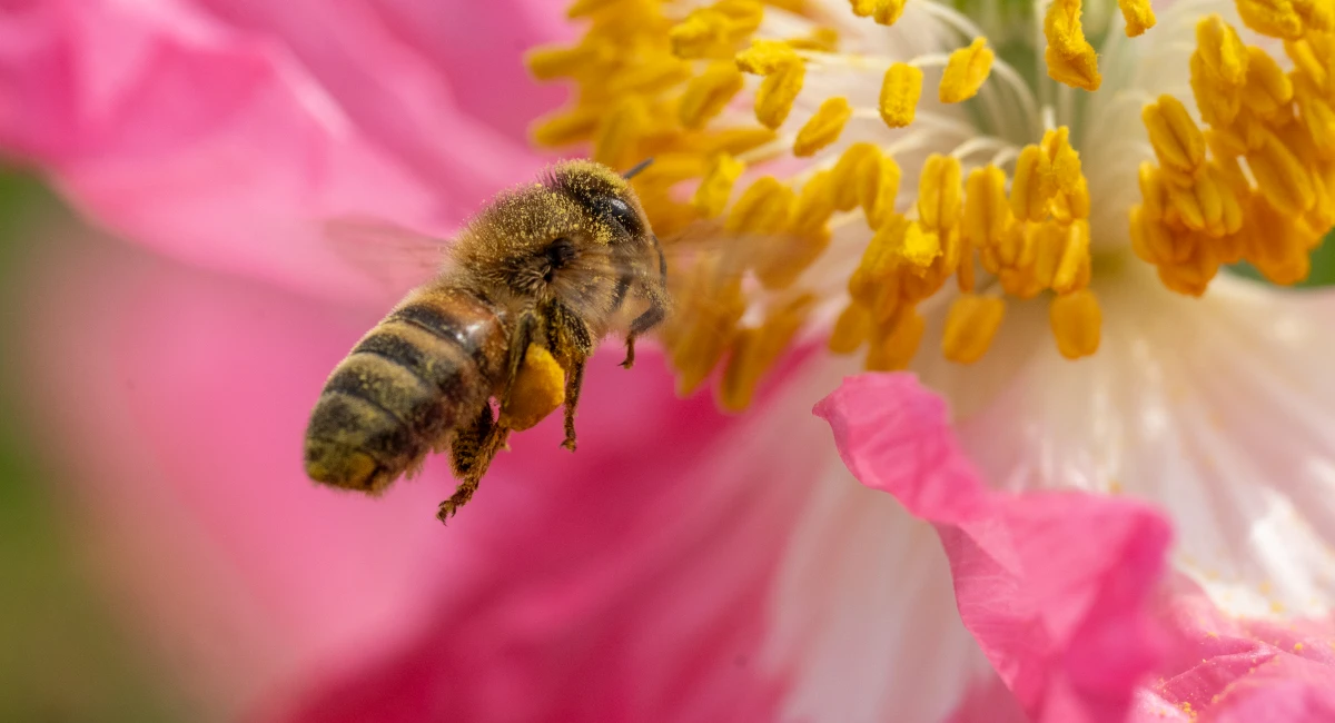 A honey bee hovers over a flower