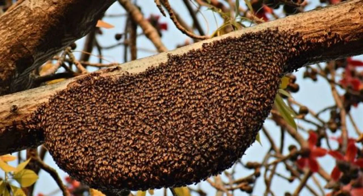 Bees on tree