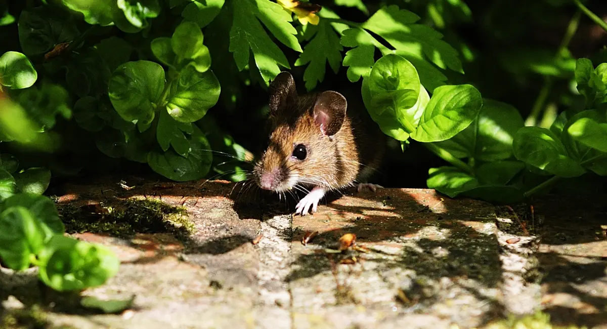 A mouse emerges from some foliage