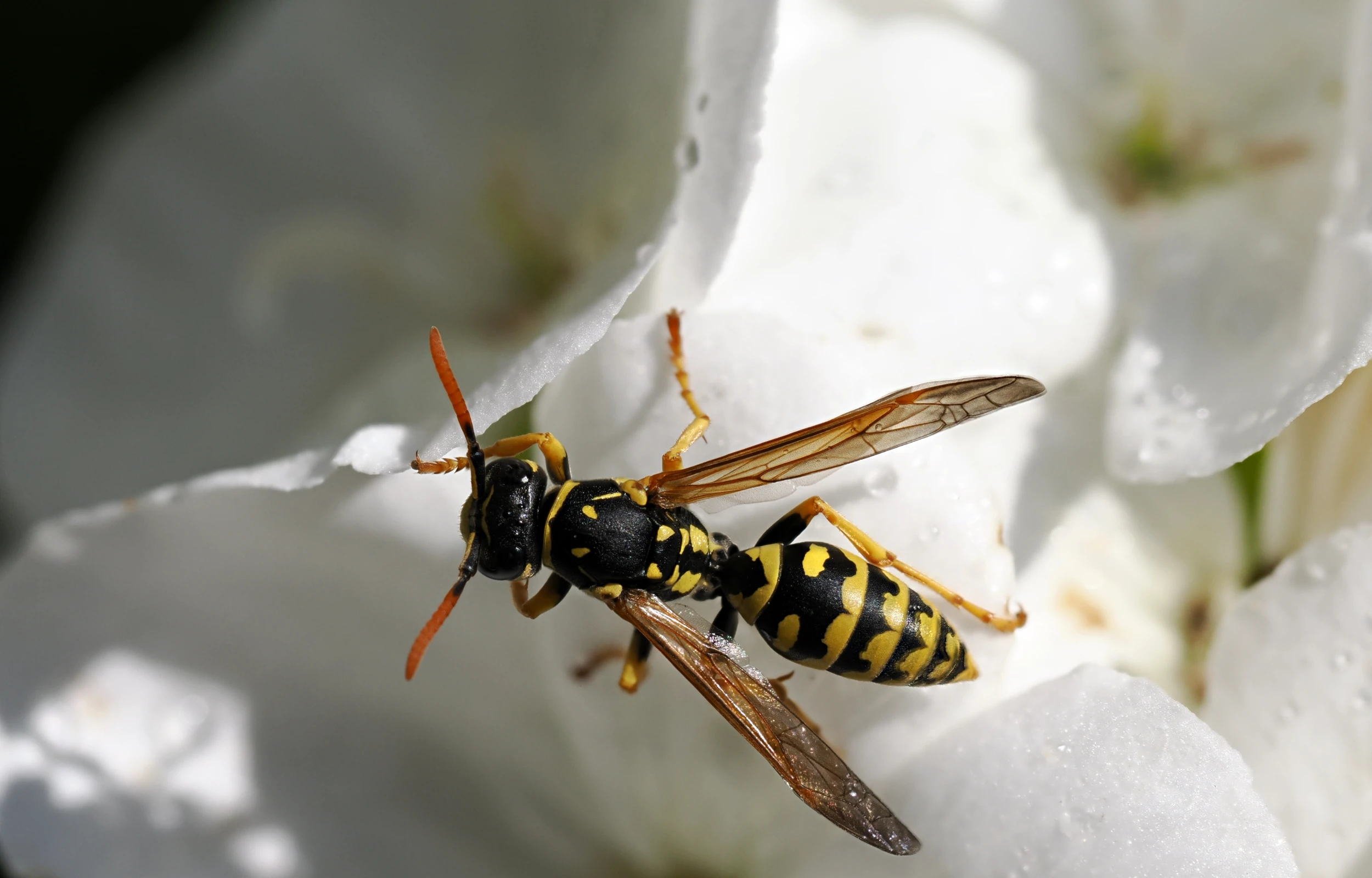 A paper wasp, yellow and black with a thin waist, on a white flower.