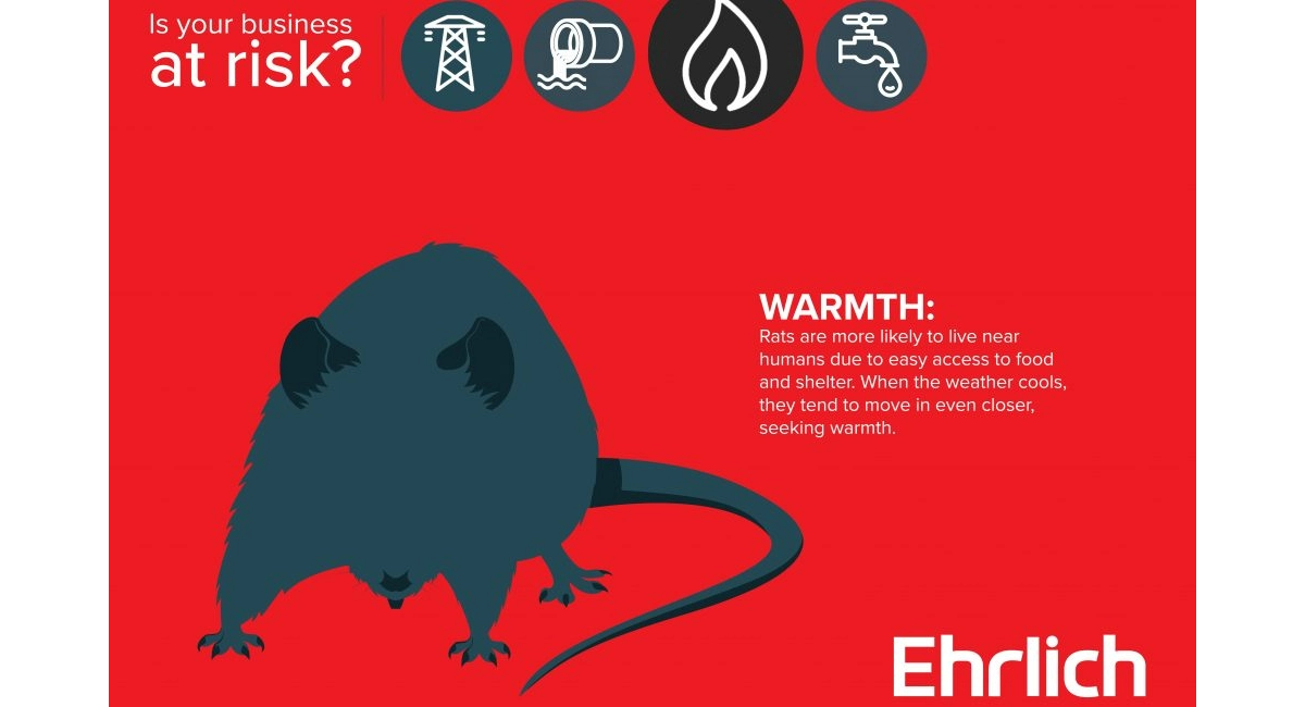 rats seek out warmth
