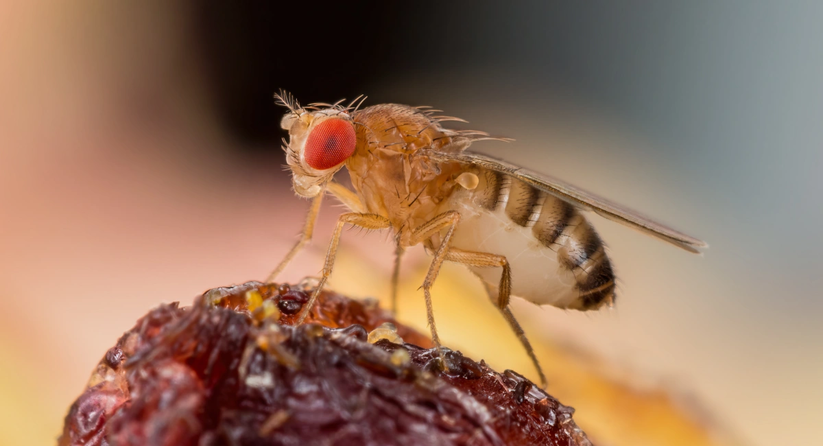 A fruit fly, with a striped abdomen and bright red eyes.