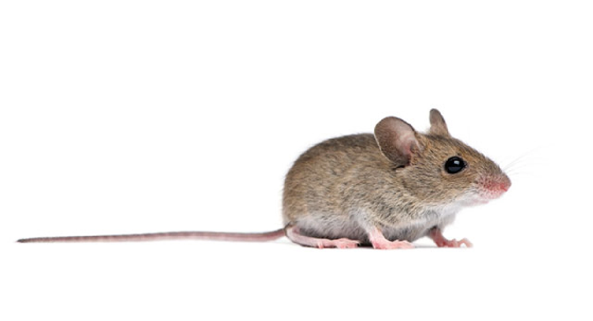 Mouse on white background