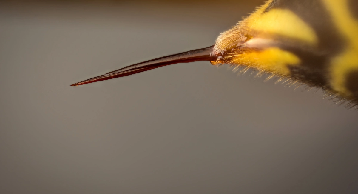 Wasp sting close up