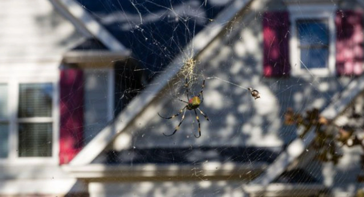 Massive Joro spider weaves a 3D web outside of a home.