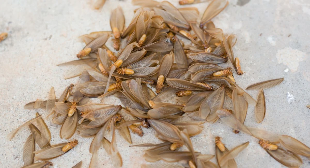 Flying termites