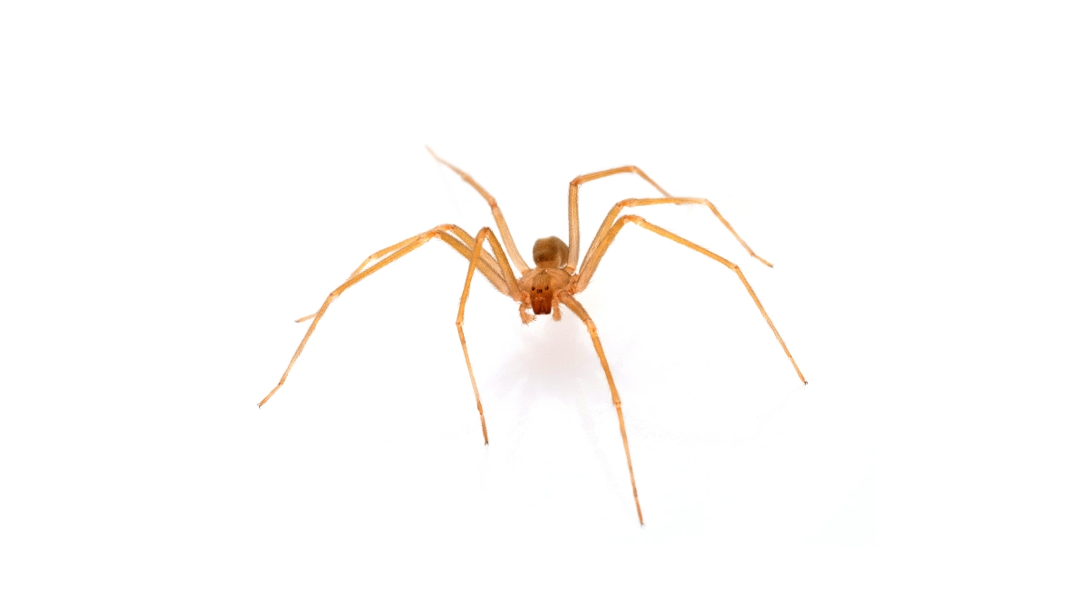 Brown Recluse Spider