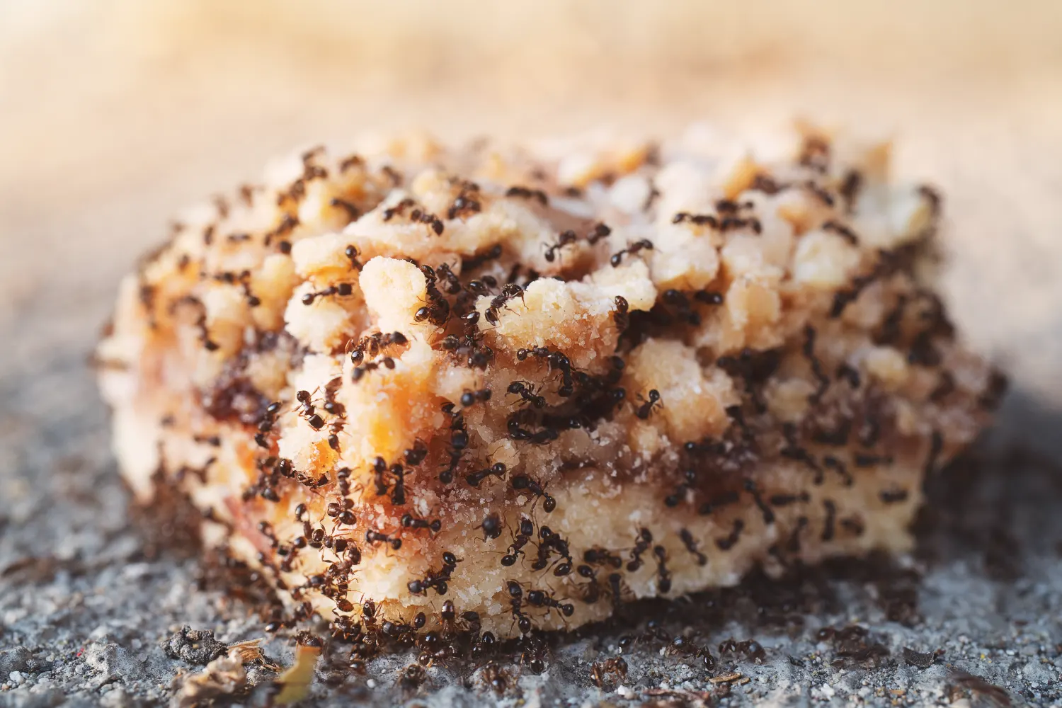 Ants eating