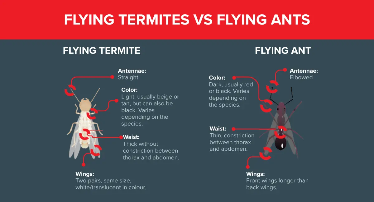 flying termites vs flying ants infographic