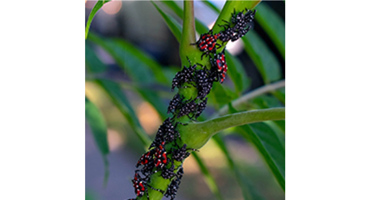 Lanternfly nymphs