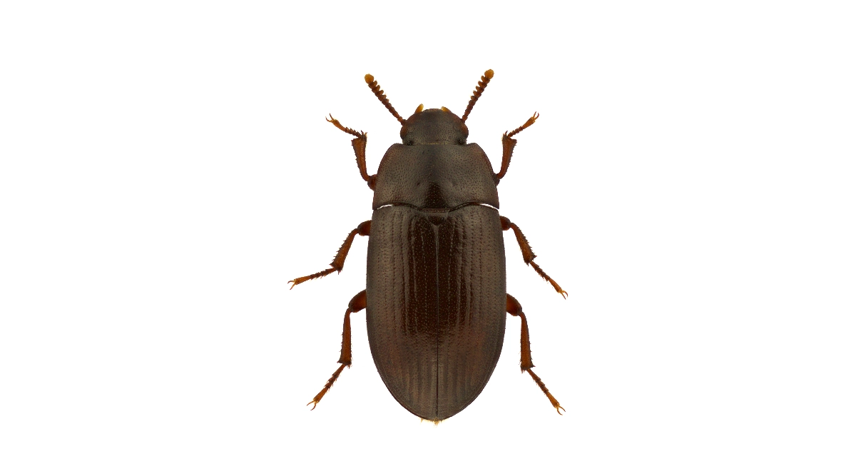 Lesser Mealworm