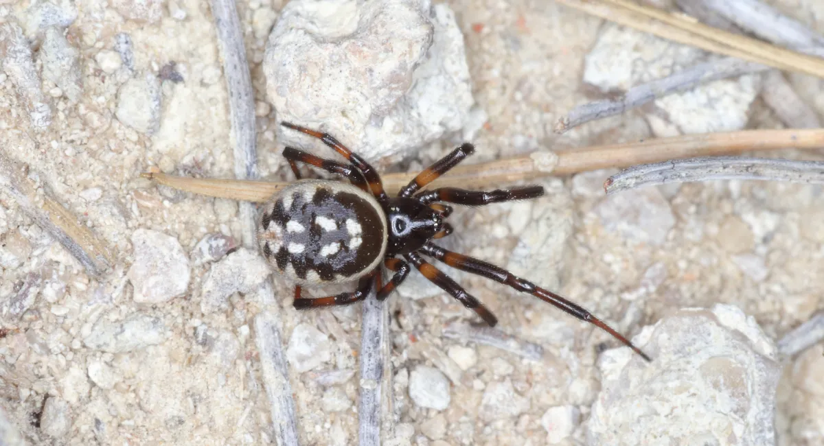 A false widow, with multiple white markings on its back, on a rock