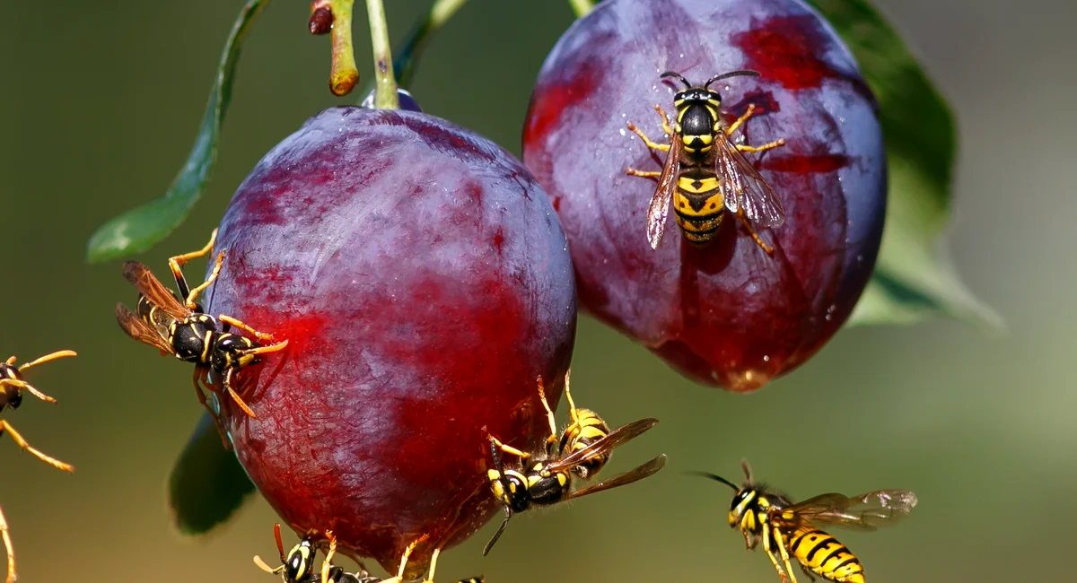 Harmful insect stinging striped wasp