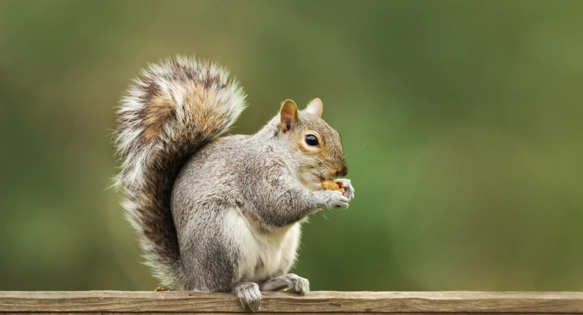 Grey squirrel