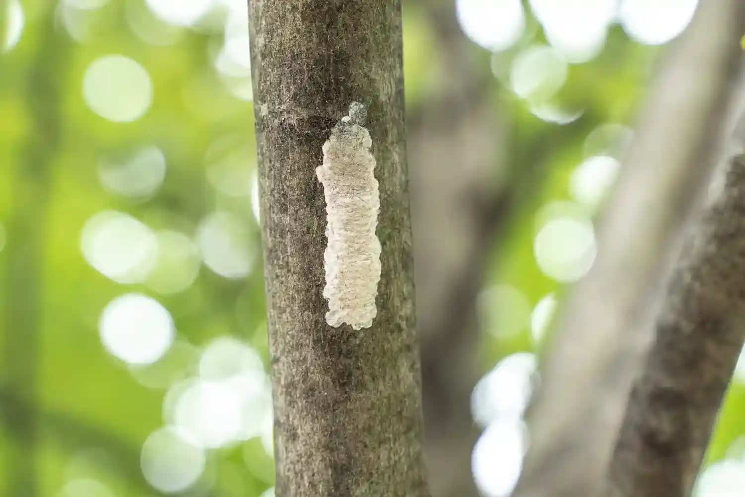 Spotted lanternfly egg mass on branch