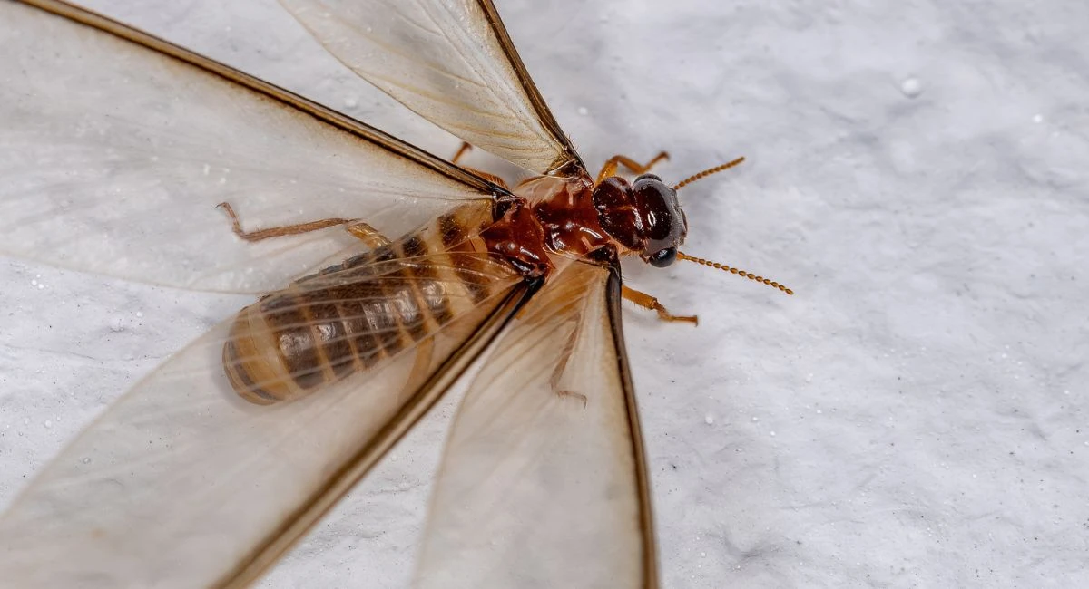 Swarmers or flying termites