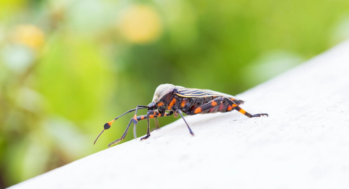 The assassin bug Rhynocoris annulatus isolated on white background, head-on view.