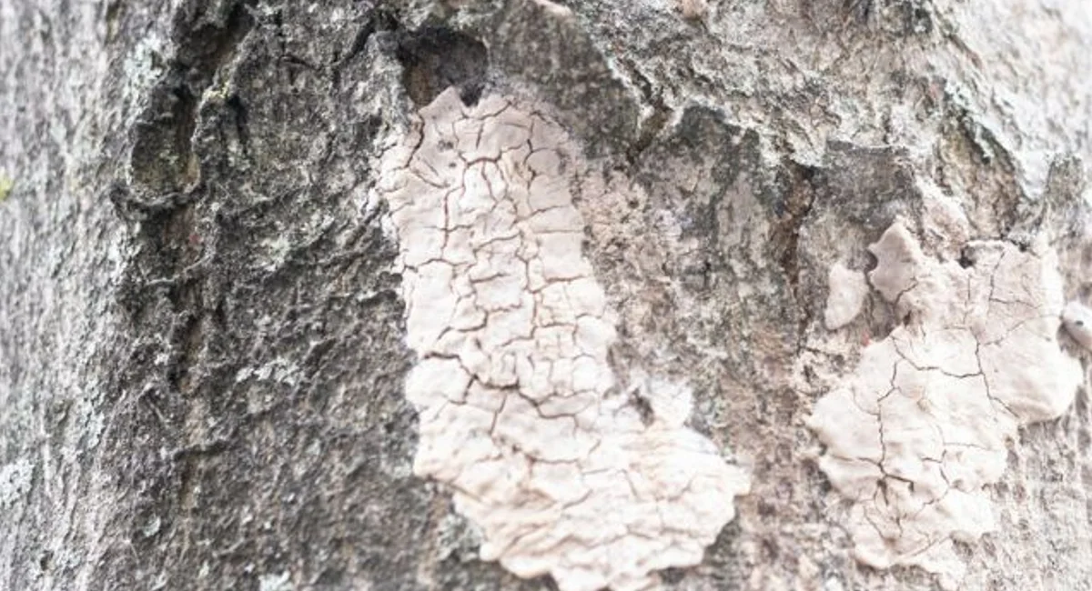 egg mass