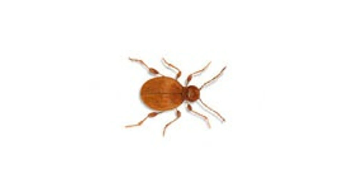 golden spider beetle