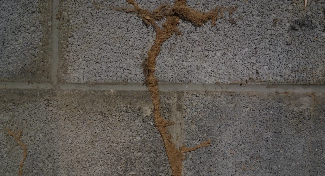 Termite mud tubes on a concrete wall