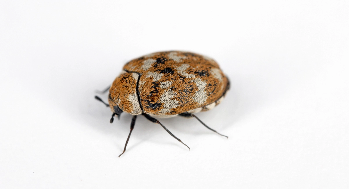 varied carpet bettle
